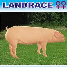 Heo Landrace