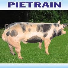 Heo Pietrain